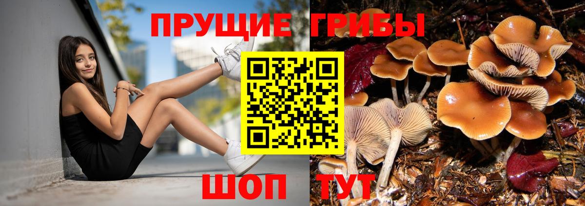 Псилоцибиновые грибы Psilocybine cubensis  Вход с VPN  Псилоцибиновые грибы прущие грибы  Малгобек 